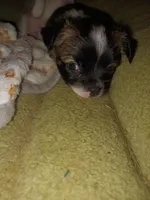 Wolfe , a male Chihuahua for sale in Chesapeake City, VA – Photo 2 of 4