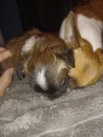 Wolfe , a male Chihuahua for sale in Chesapeake City, VA – Photo 4 of 4