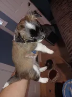 Wolfe , a male Chihuahua for sale in Chesapeake City, VA – Photo 3 of 4