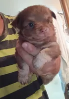 Chewy, a male Chihuahua for sale in Orlando, FL – 4 of 6