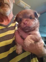 Chewy, a male Chihuahua for sale in Orlando, FL – 2 of 6