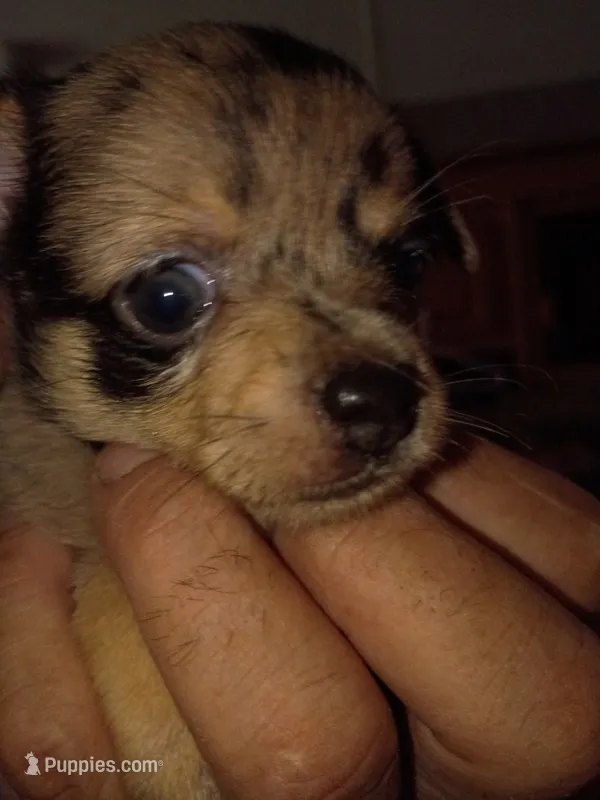 Blue – Chihuahua puppy for sale in Lakeland Highlands, FL