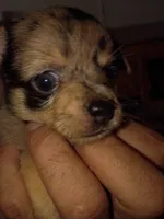 Blue, a male Chihuahua for sale in Chesapeake, VA – 2 of 8