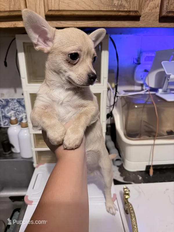 Elvis – Chihuahua puppy for sale in Chesapeake, VA