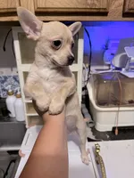 Elvis, a male Chihuahua for sale in Chesapeake, VA – 1 of 4