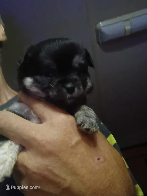 Coal – Chihuahua puppy for sale in Lakeland Highlands, FL