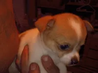 Spot, a male Chihuahua for sale in Chesapeake, VA – 2 of 6