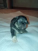 Coal, a male Chihuahua for sale in Orlando, FL – 3 of 6