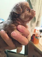 Chewy, a male Chihuahua for sale in Orlando, FL – 5 of 6