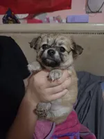Princess , a female Chihuahua for sale in Lakeland Highlands, FL – 5 of 6