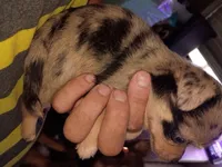 Blue, a male Chihuahua for sale in Chesapeake, VA – 8 of 8