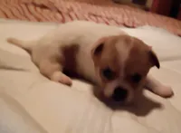 Spot, a male Chihuahua for sale in Orlando, FL – 4 of 5