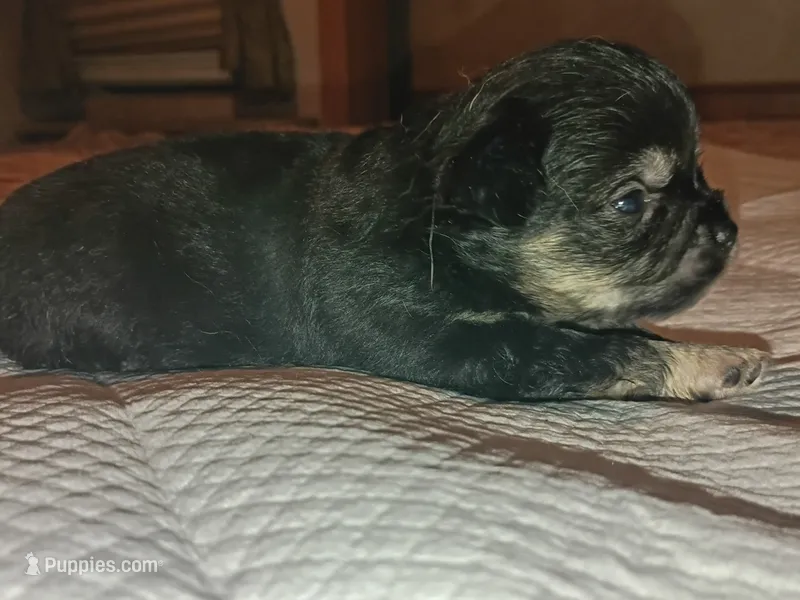 Coal – Chihuahua puppy for sale in Orlando, FL