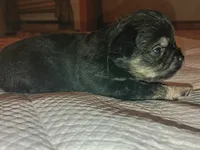 Coal, a male Chihuahua for sale in Orlando, FL – 1 of 6