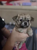 Princess , a female Chihuahua for sale in Lakeland Highlands, FL – 4 of 6