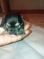 Coal, a male Chihuahua for sale in Orlando, FL – 5 of 6