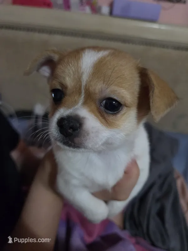 Dorothy – Chihuahua puppy for sale in Lakeland Highlands, FL