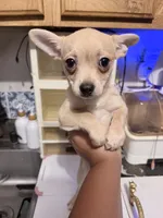 Elvis, a male Chihuahua for sale in Chesapeake, VA – 4 of 4