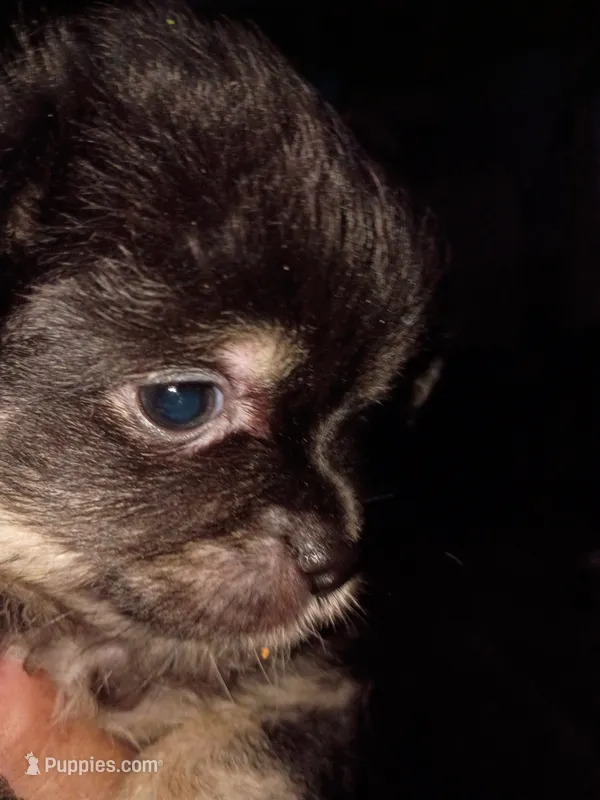 Coal – Chihuahua puppy for sale in Lakeland Highlands, FL