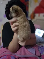 Princess , a female Chihuahua for sale in Lakeland Highlands, FL – 6 of 6