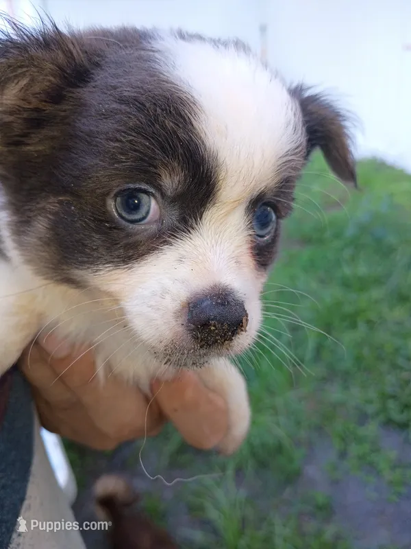 Snoopy AKC  – Chihuahua puppy for sale in Lakeland Highlands, FL