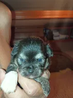 Coal, a male Chihuahua for sale in Orlando, FL – 6 of 6