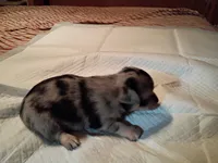 Blue, a male Chihuahua for sale in Orlando, FL – 6 of 7