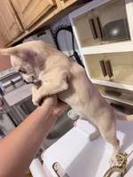 Elvis, a male Chihuahua for sale in Chesapeake, VA – 3 of 4