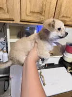 Princess, a female Chihuahua for sale in Chesapeake, VA – 5 of 5