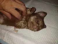 Chewy akc, a male Chihuahua for sale in Lakeland Highlands, FL – 8 of 9