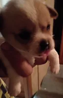Spot, a male Chihuahua for sale in Orlando, FL – 5 of 5
