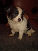 Snoopy AKC , a male Chihuahua for sale in Lakeland Highlands, FL – 3 of 8