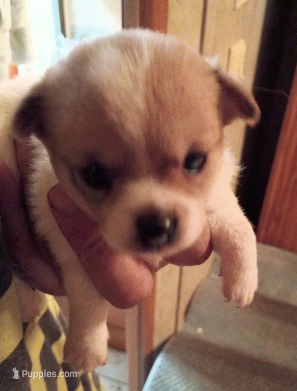 Spot – Chihuahua puppy for sale in Orlando, FL