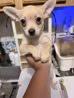 Elvis, a male Chihuahua for sale in Chesapeake, VA – 2 of 4