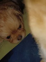 Scarlett on hold, a female Chihuahua for sale in Chesapeake City, VA – Photo 3 of 5