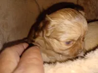 Scarlett on hold, a female Chihuahua for sale in Chesapeake City, VA – Photo 2 of 5