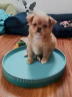 Scarlett on hold, a female Chihuahua for sale in Chesapeake City, VA – Photo 1 of 5