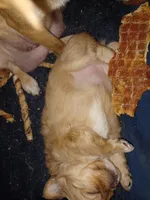 Scarlett on hold, a female Chihuahua for sale in Chesapeake City, VA – Photo 5 of 5