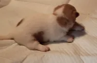 Spot, a male Chihuahua for sale in Orlando, FL – 3 of 5
