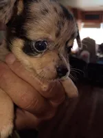 Blue, a male Chihuahua for sale in Chesapeake, VA – 3 of 8
