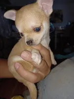 Pnut new photos Runt, a male Chihuahua for sale in Chesapeake City, VA – Photo 5 of 8