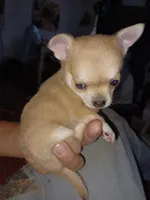 Pnut new photos Runt, a male Chihuahua for sale in Chesapeake City, VA – Photo 6 of 8