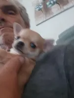 Pnut new photos Runt, a male Chihuahua for sale in Chesapeake City, VA – Photo 3 of 8