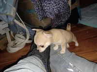 Pnut new photos Runt, a male Chihuahua for sale in Chesapeake City, VA – Photo 7 of 8