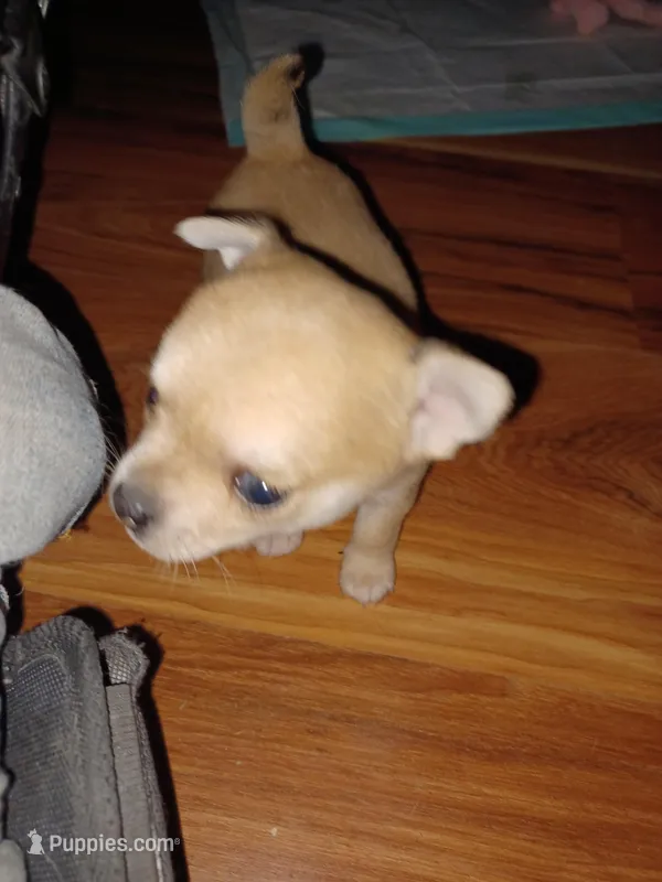 Pnut new photos Runt, a male Chihuahua for sale in Chesapeake City, VA – Photo 1 of 8