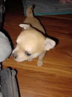 Pnut new photos Runt, a male Chihuahua for sale in Chesapeake City, VA – Photo 1 of 8