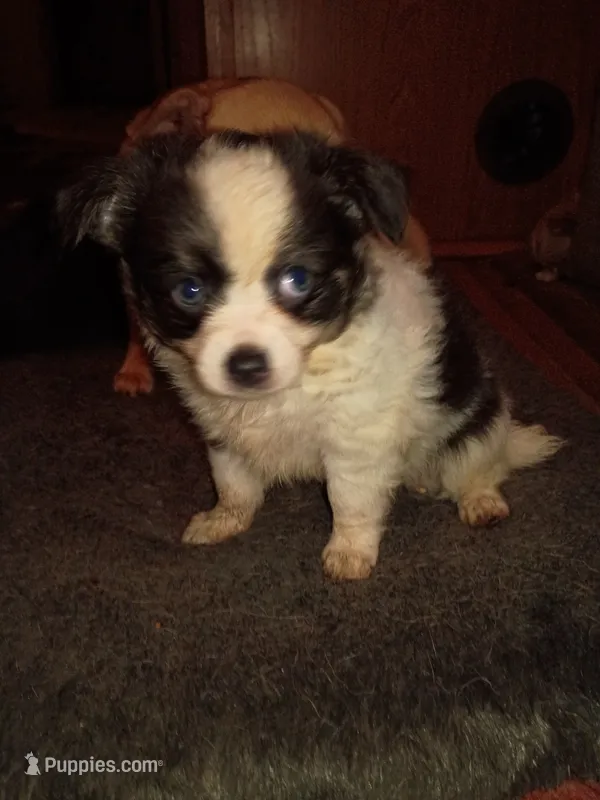 Snoopy AKC  – Chihuahua puppy for sale in Lakeland Highlands, FL