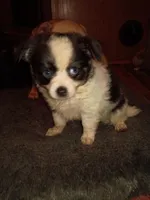 Snoopy AKC , a male Chihuahua for sale in Lakeland Highlands, FL – 1 of 8