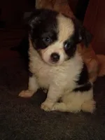 Snoopy AKC , a male Chihuahua for sale in Lakeland Highlands, FL – 2 of 8