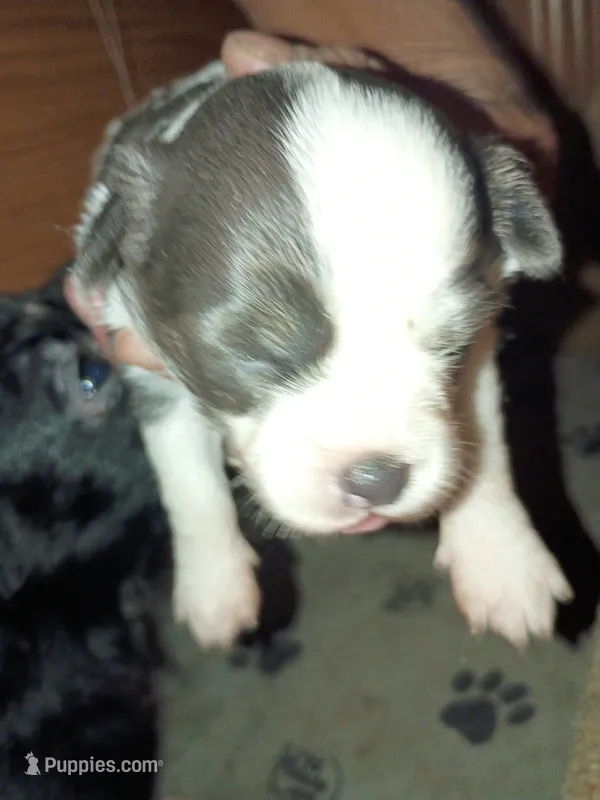 Snoopy  – Chihuahua puppy for sale in Orlando, FL